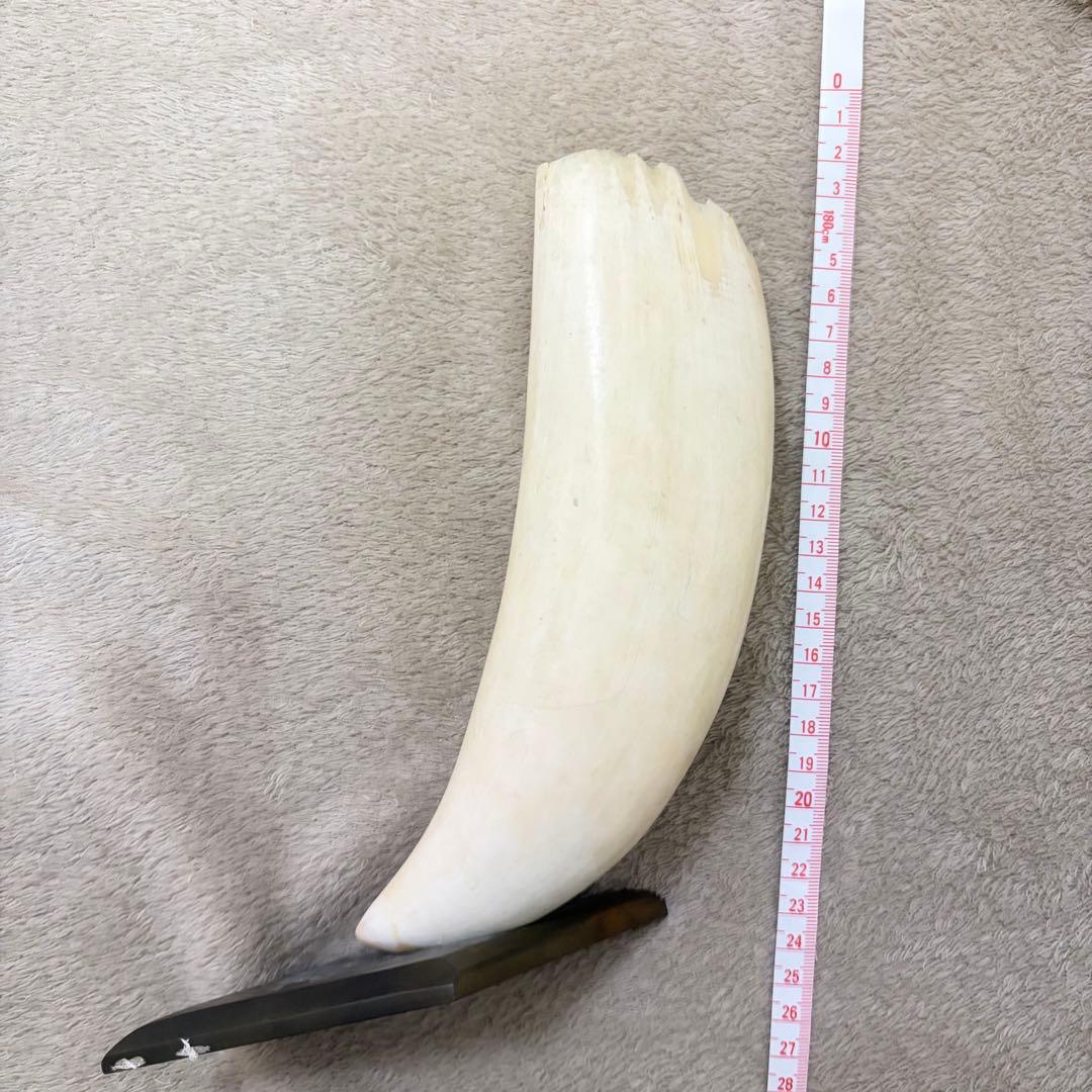 マッコウクジラの歯　約20cm 一本　台座付き