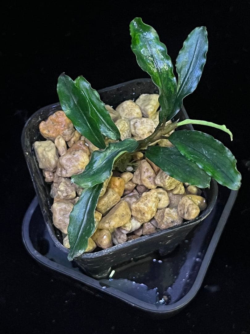 Bucephalandra sp. \"Panyumpa\" 【TB】