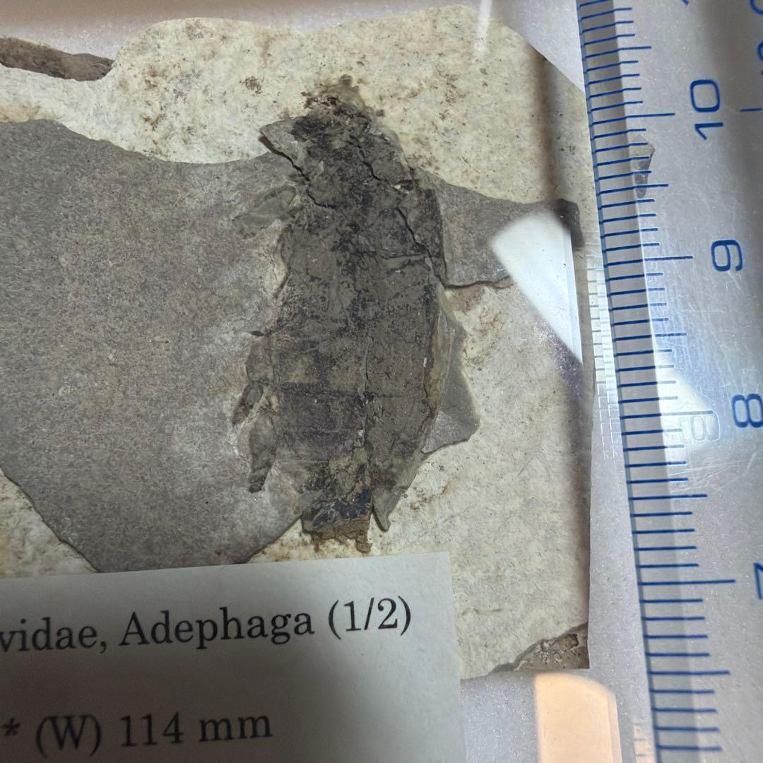 昆虫化石　水生甲虫Coptoclavidae 化石 2点セット