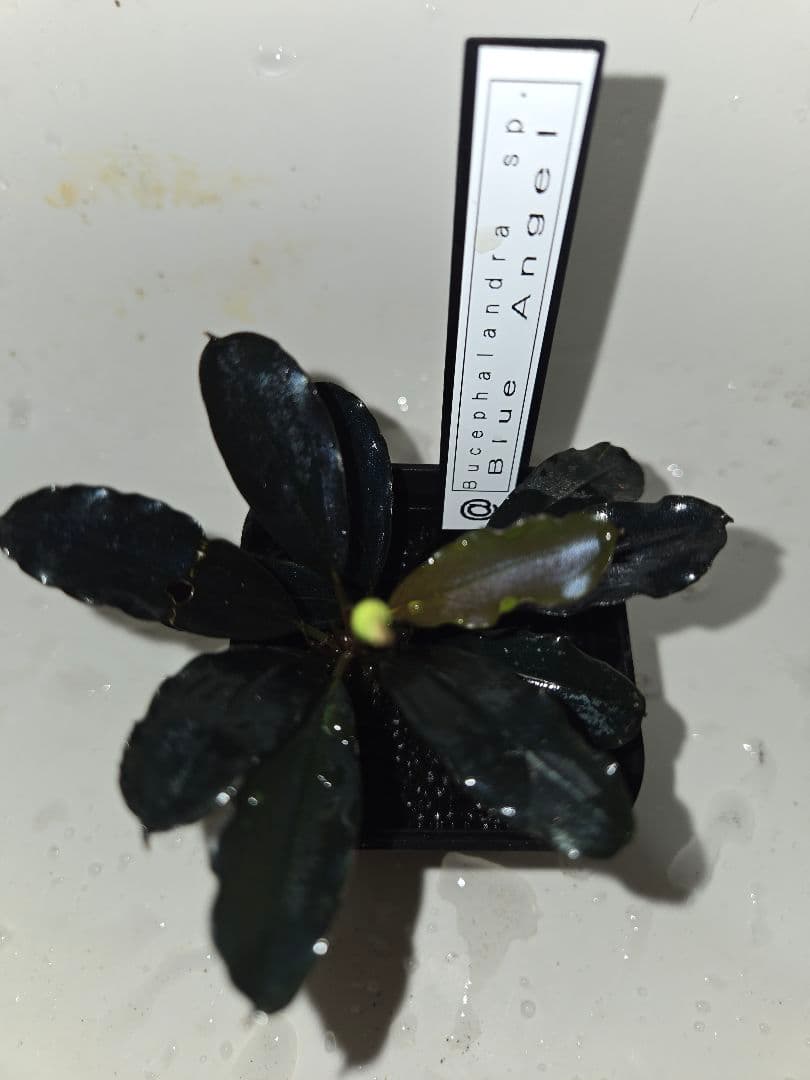 Bucephalandra sp. Blue angel　水上葉