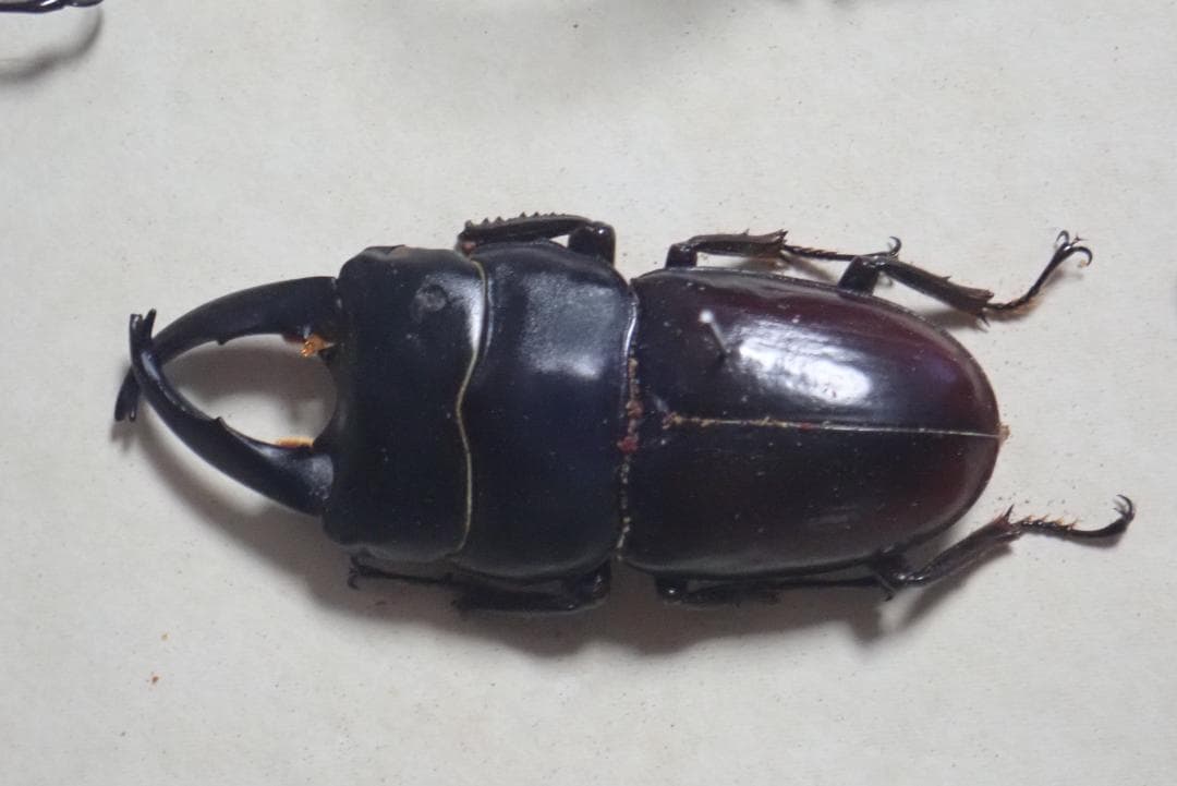 [499]アトラスオオカブト等 甲虫類標本 箱入り