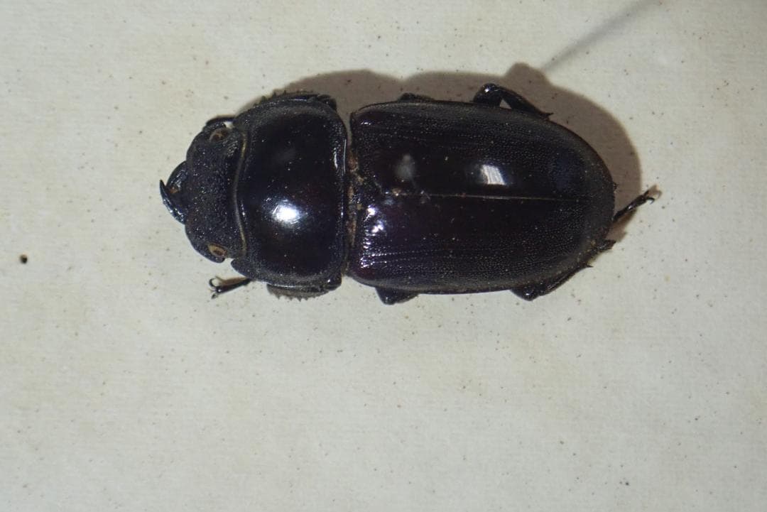 [499]アトラスオオカブト等 甲虫類標本 箱入り