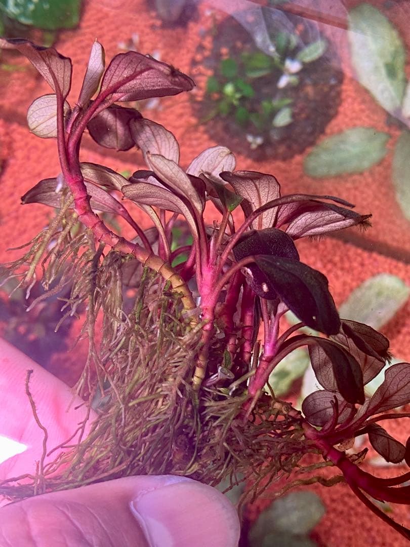 水草 Bucephalandra sp. Neo 2015