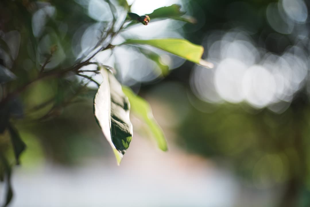 【極美品】動作◎ AI AF Nikkor 50mm F1.4 D 807