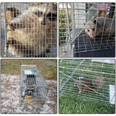 捕獲器 踏み板式 動物用 トラップ 簡単組立 保護かご 野良猫 保護猫