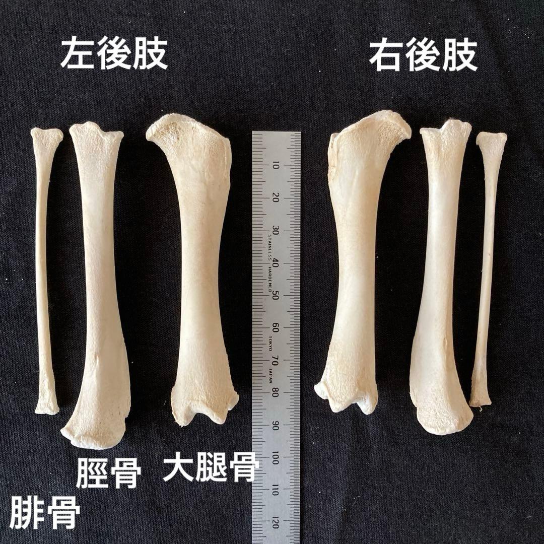 アライグマの骨　頭骨他