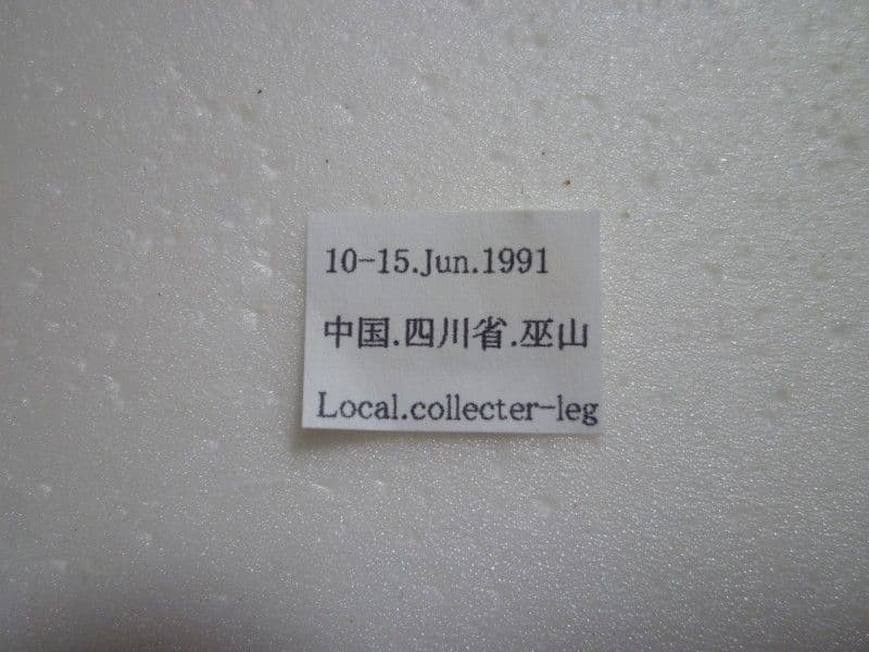 イシズカカブリモドキ♂/C.ishizukai/四川省.巫山産/38mm