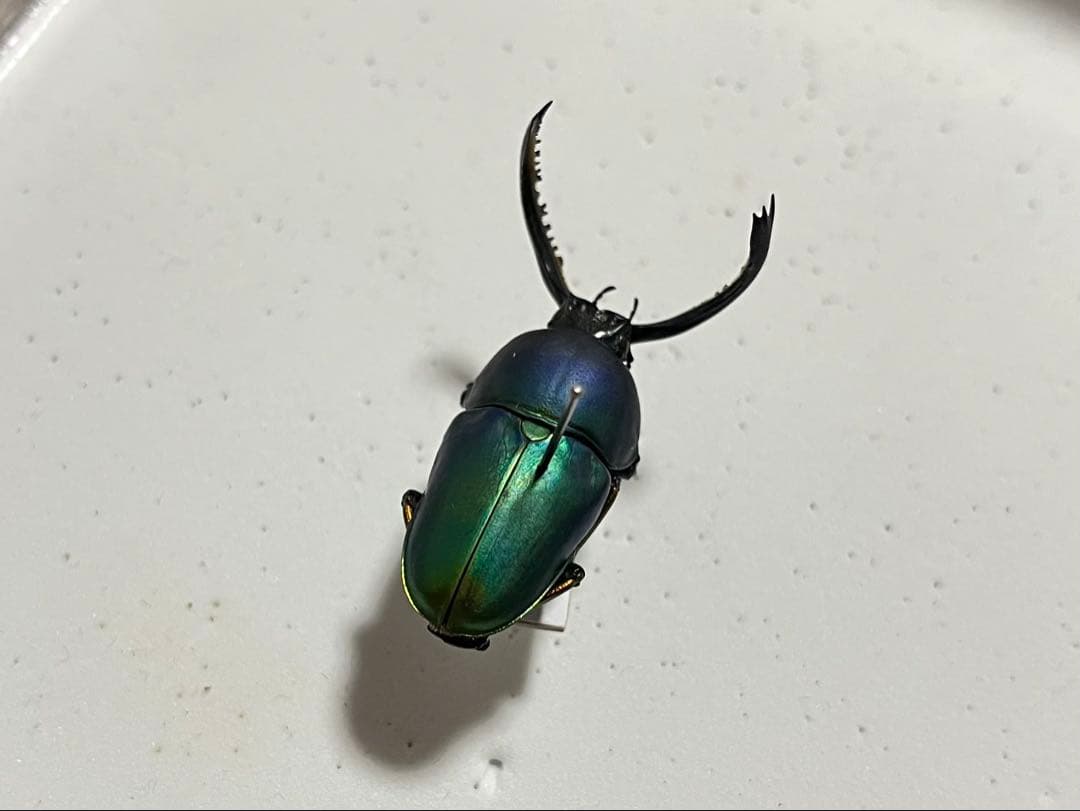 【大珍品！】パプアキンイロクワガタ 野外品・ブルー個体！ 標本 パプキン ブルー