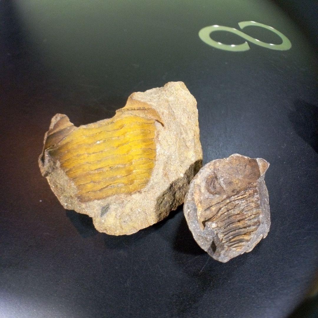 三葉虫　化石　fossil　海　ボリビア産　trilobite　レア　化石№①