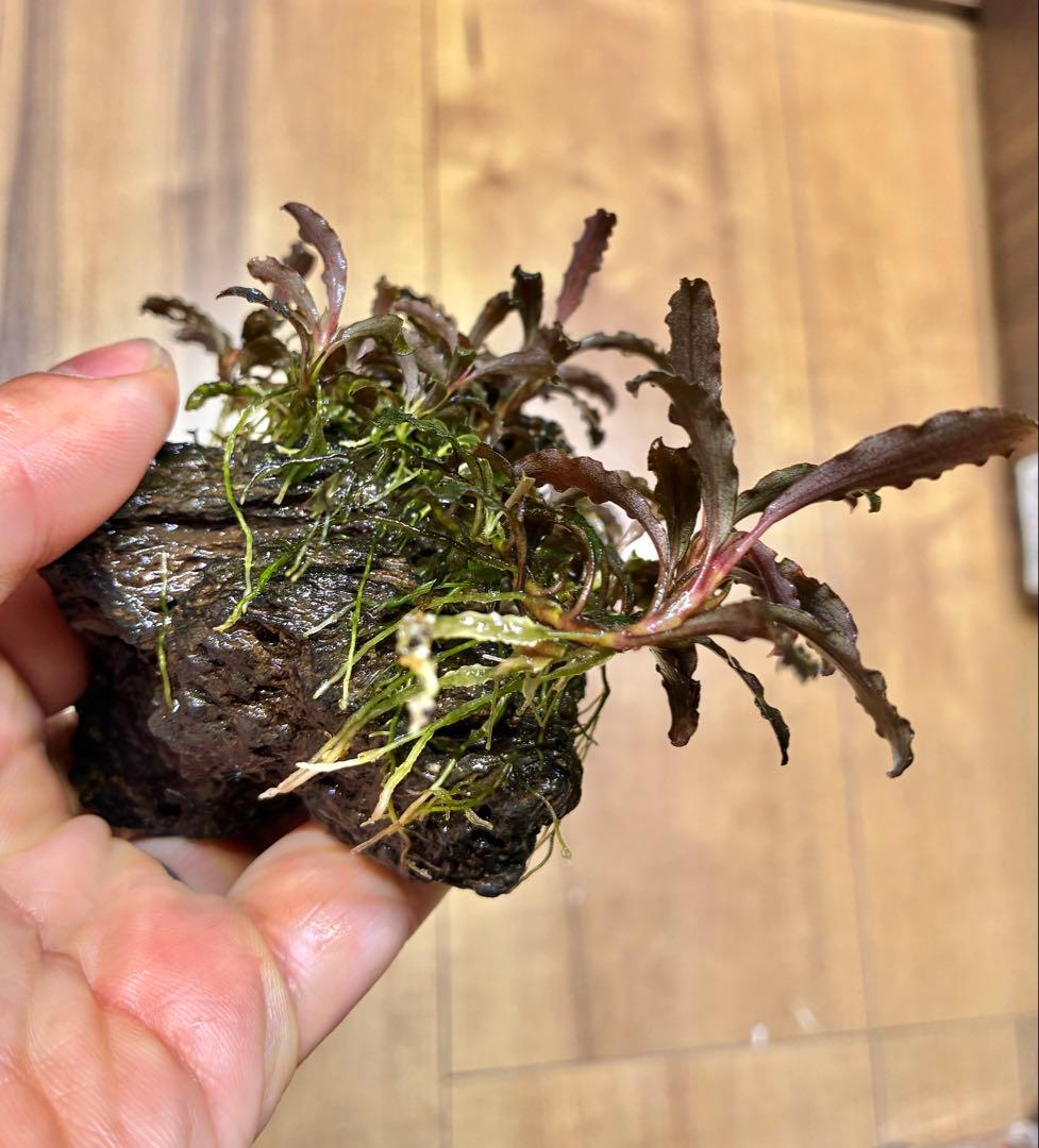 【無農薬　水中葉】ブセファランドラ　クダガン群生体　活着溶岩石　スネール無し