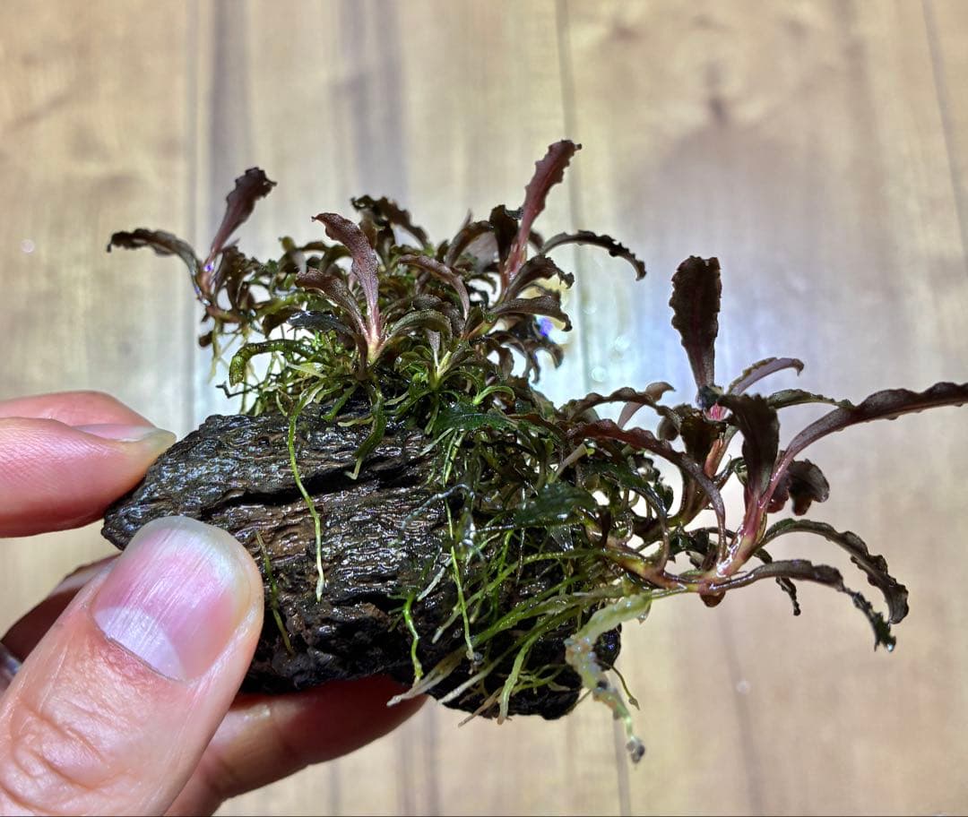 【無農薬　水中葉】ブセファランドラ　クダガン群生体　活着溶岩石　スネール無し