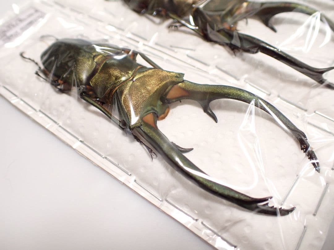 昆虫標本 エラフスホソアカクワガタ 92㎜ 1頭 期間限定