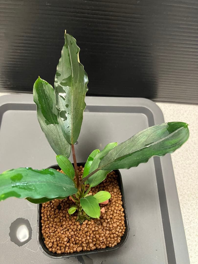 Bucephalandra sp. 水上株