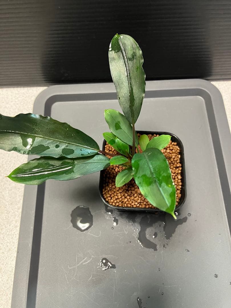 Bucephalandra sp. 水上株