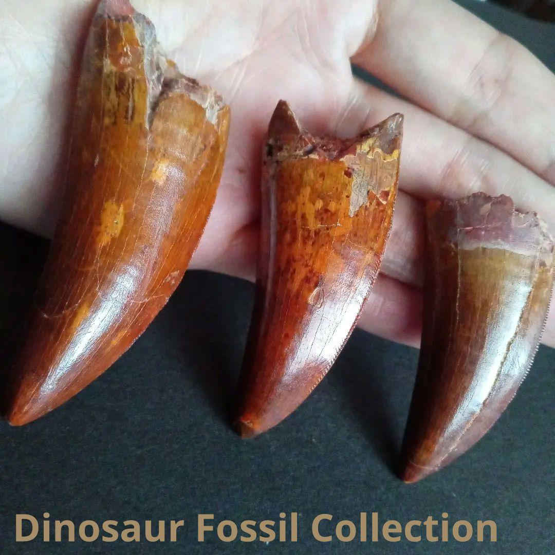 恐竜　歯化石　アフリカ獣脚類　デルタドロメウス　希少種　極美麗　高品質標本