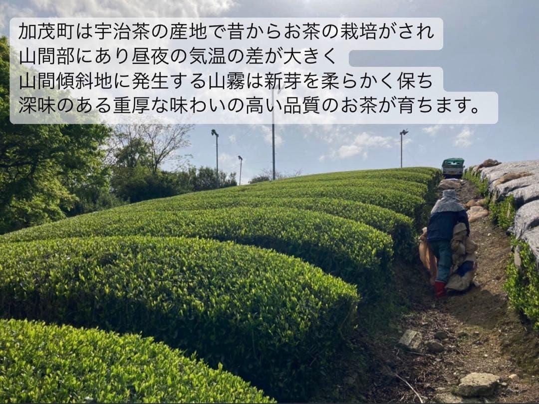 【宇治抹茶】便利な個包装スティック100本入り！溶かすだけ簡単パウダータイプ
