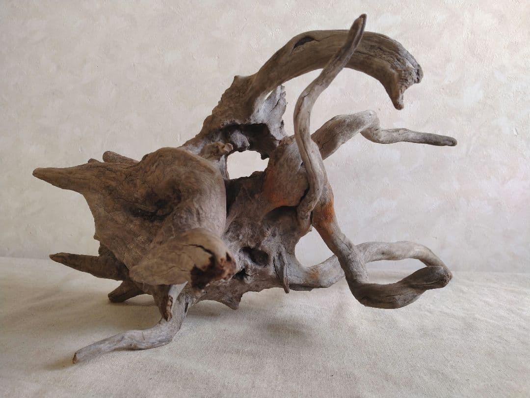 【希少】アクアリウム・DIY向け 特大サイズ塊根ブランチウッド流木（約40cm）