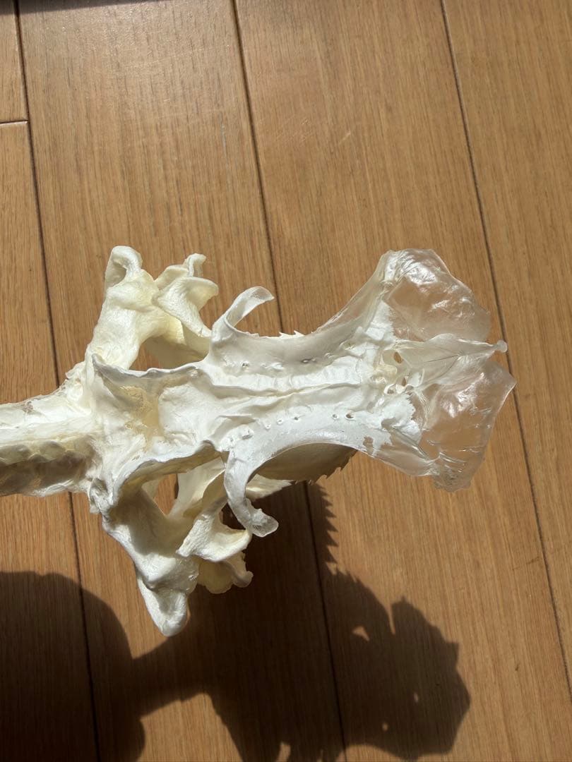深海ザメ　頭骨標本(ヨロイザメ)