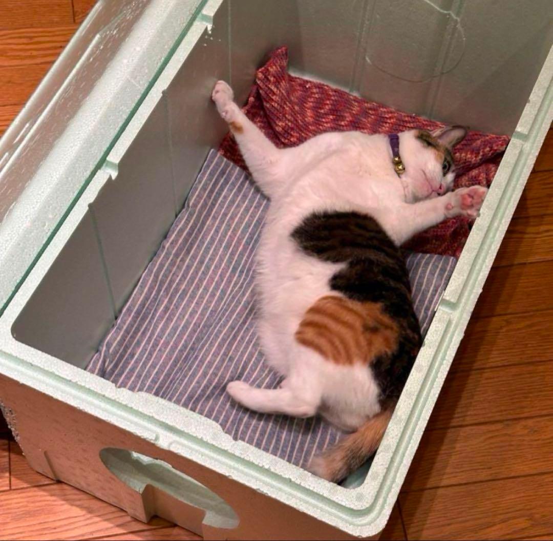 Tora's 外猫ハウス 大小セット