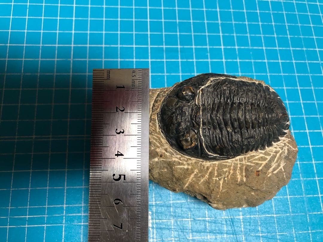 三葉虫 化石