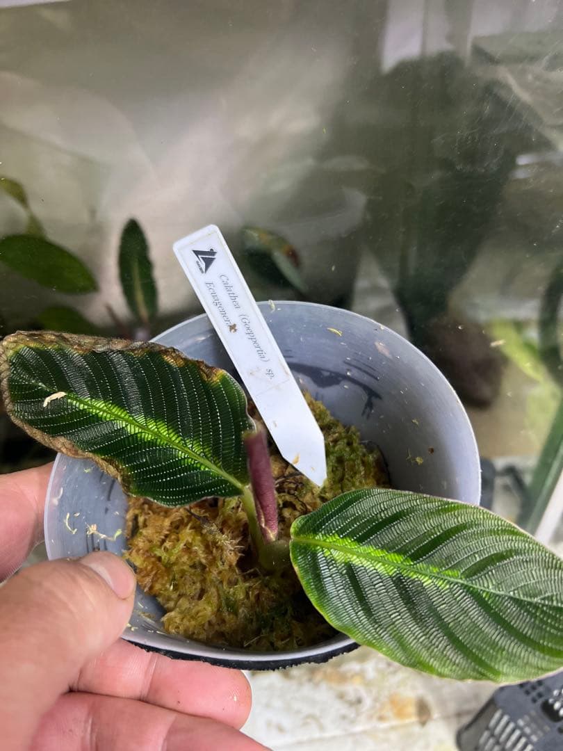 水草 Ao
