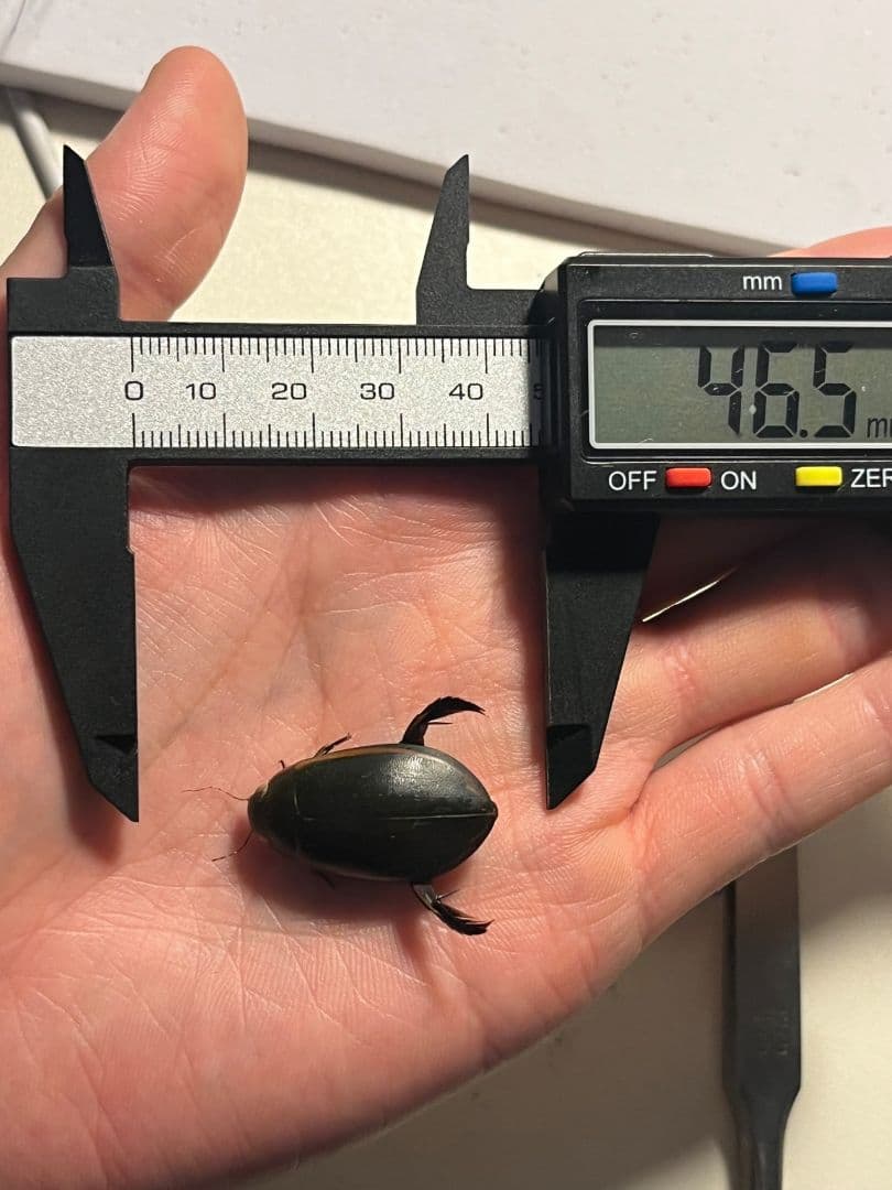 【源五郎標本】国内種の販売が違法になってしまったゲンゴロウ タガメコオイムシ