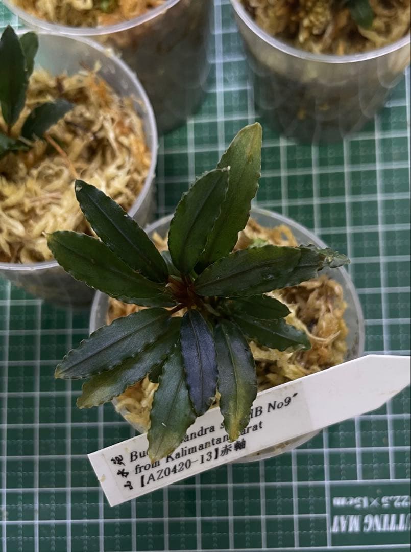 Bucephalandra sp\"HB No9\" 【AZ0420-13】赤軸