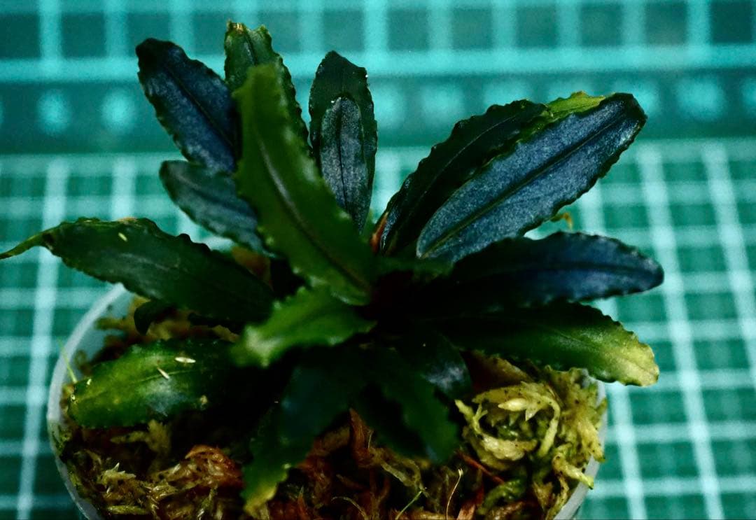 Bucephalandra sp\"HB No9\" 【AZ0420-13】赤軸