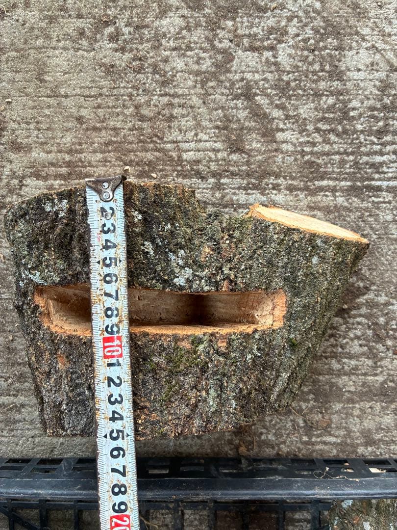 クワリウム　クワガタ　隠れ屋　クヌギ　５本セット　乾燥4ヶ月
