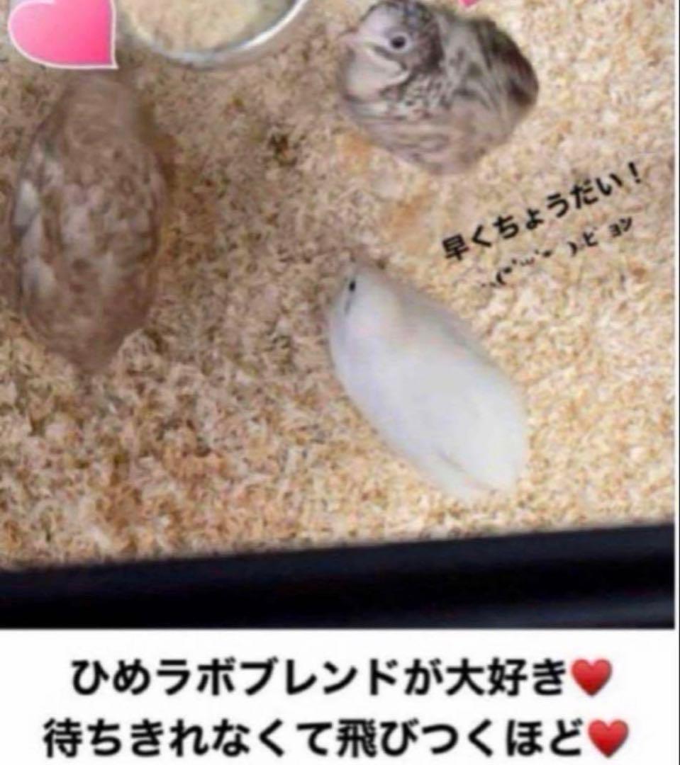 お得 3kg ひめうずら餌 成鳥用 ヒメウズラ 鳥 餌