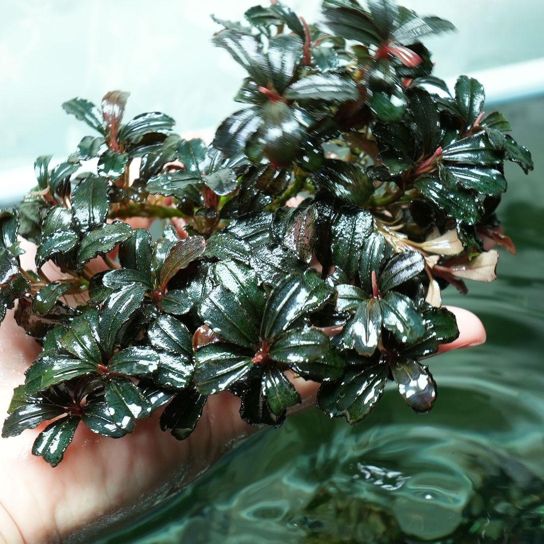 ア*カ様 Bucephalandra sp. Penelope