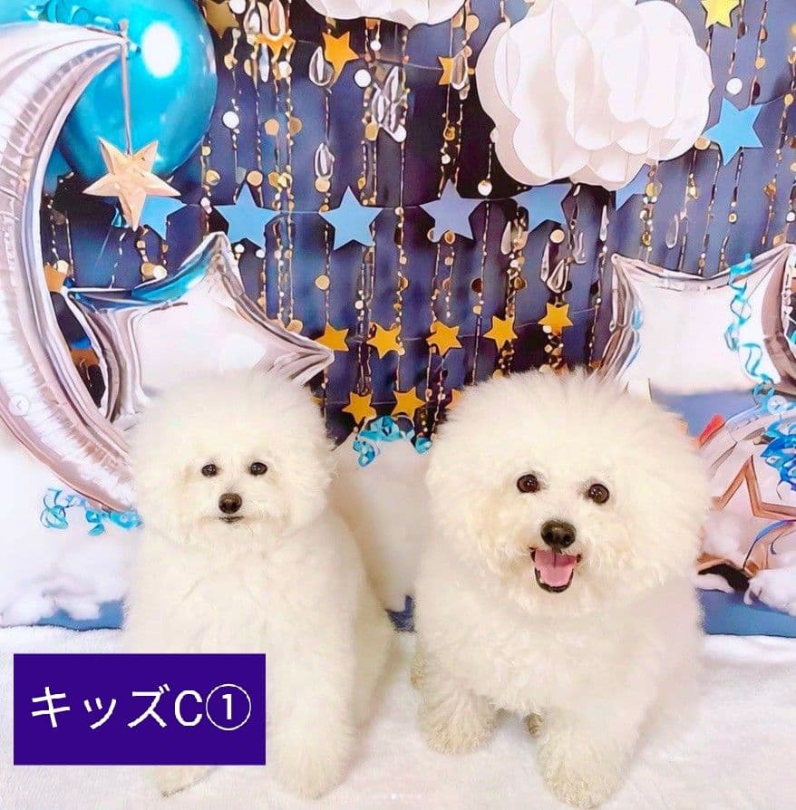 背景布×3　ペット撮影用フォトブース　トリミングチョーカー販売中　イースター梅雨