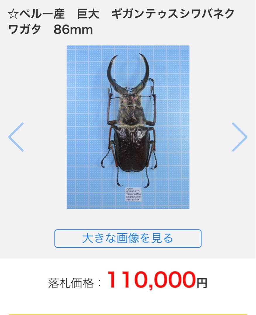 大型　フェイスタメルシワバネクワガタ 野外品　標本