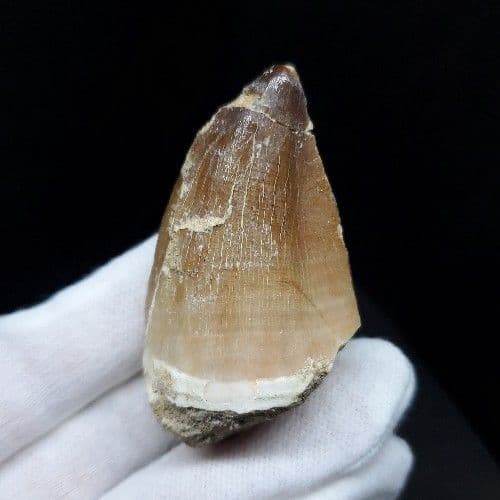 特大 モササウルス 化石 歯 本物 モロッコ産 55.75mm  mo582