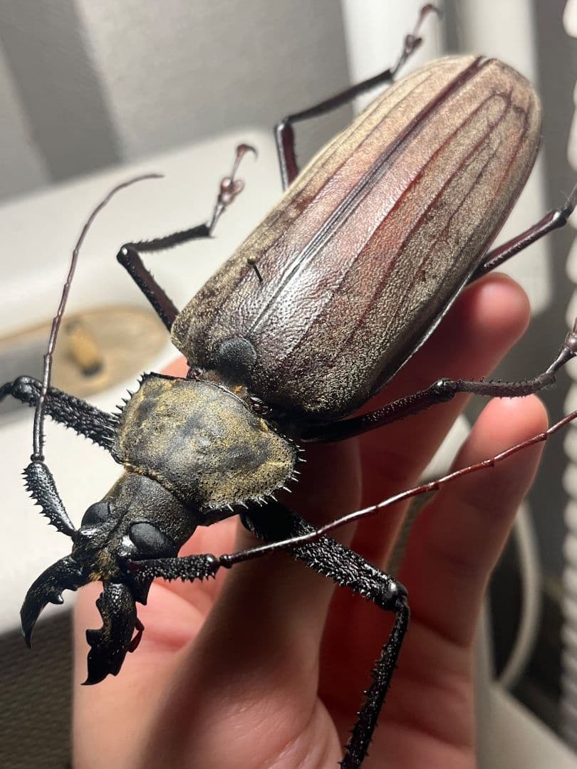 【125mm♂】スジバネトゲフチオオウスバカミキリ Xixuthrus 標本