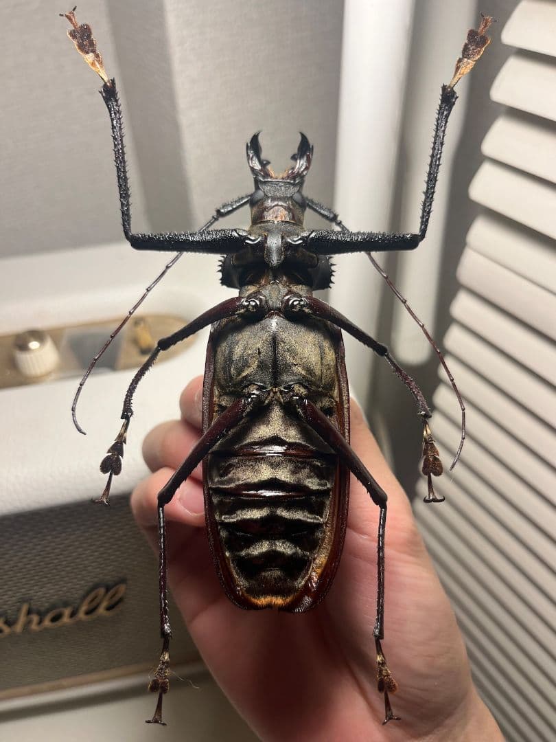 【125mm♂】スジバネトゲフチオオウスバカミキリ Xixuthrus 標本