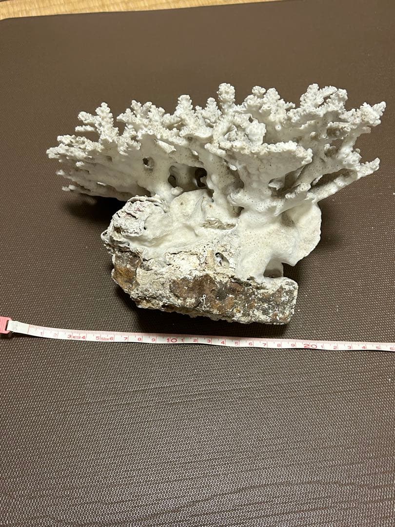 珊瑚礁化石　天然　白珊瑚