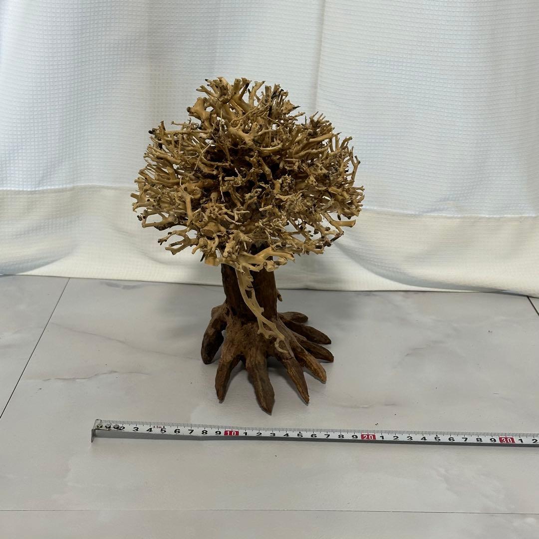 水景BONSAI　榕樹　 (がじゅまる）L 流木 縦25cm 横29cm