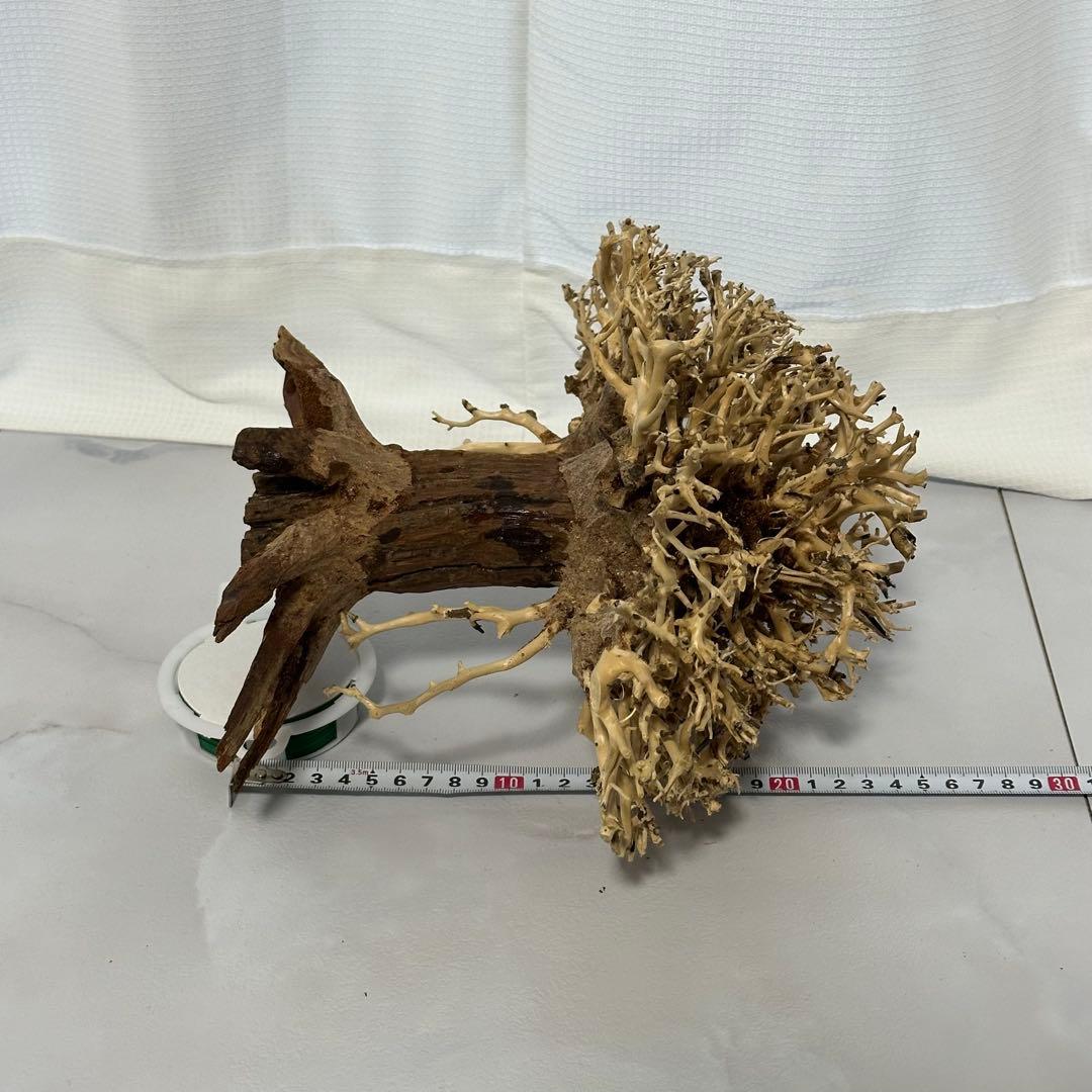 水景BONSAI　榕樹　 (がじゅまる）L 流木 縦25cm 横29cm