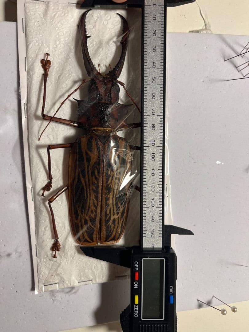 【希少産地】オオキバウスバカミキリ標本 Macrodontia 昆虫標本