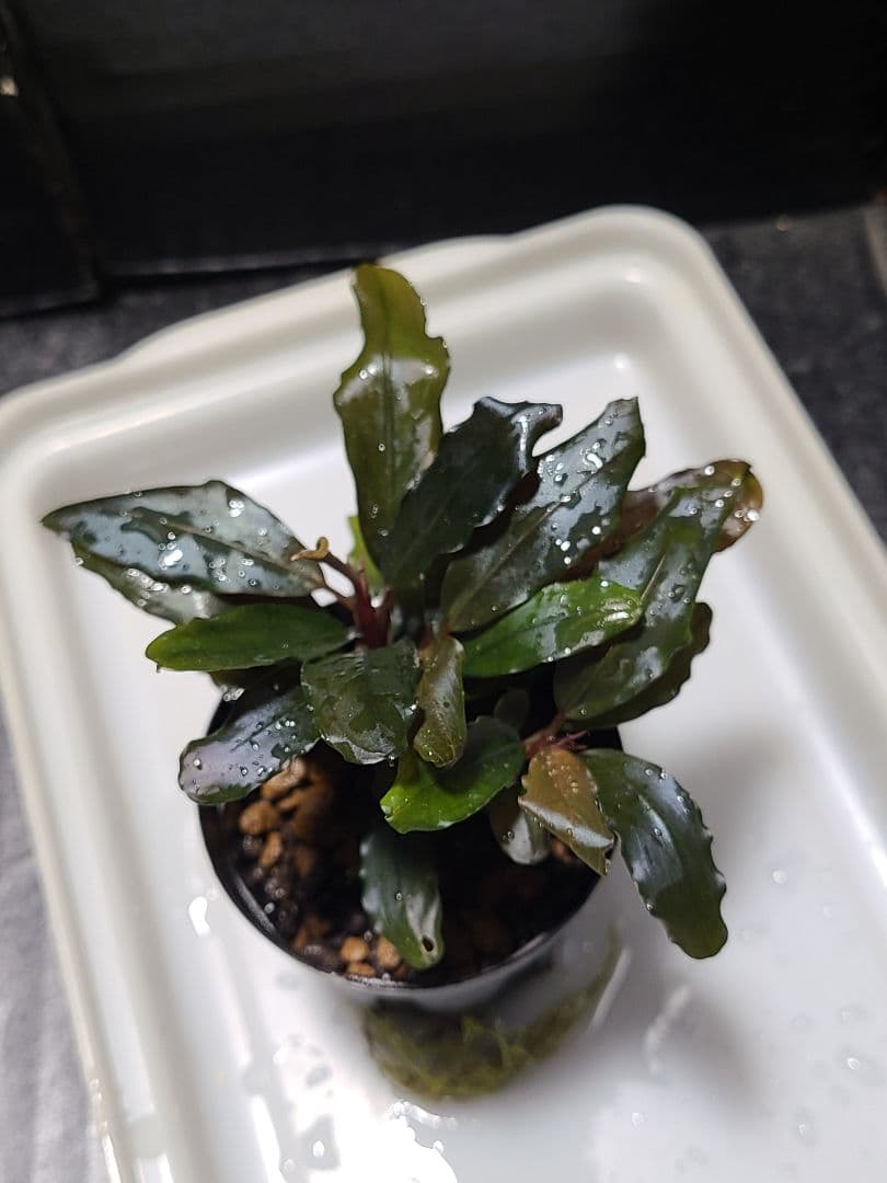 水草 Bucephalandra Red spatha Daerah Sekadau