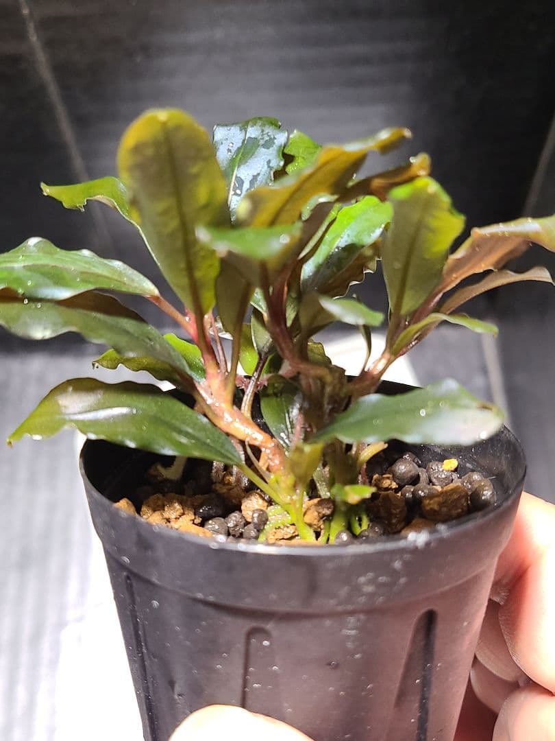 水草 Bucephalandra Red spatha Daerah Sekadau