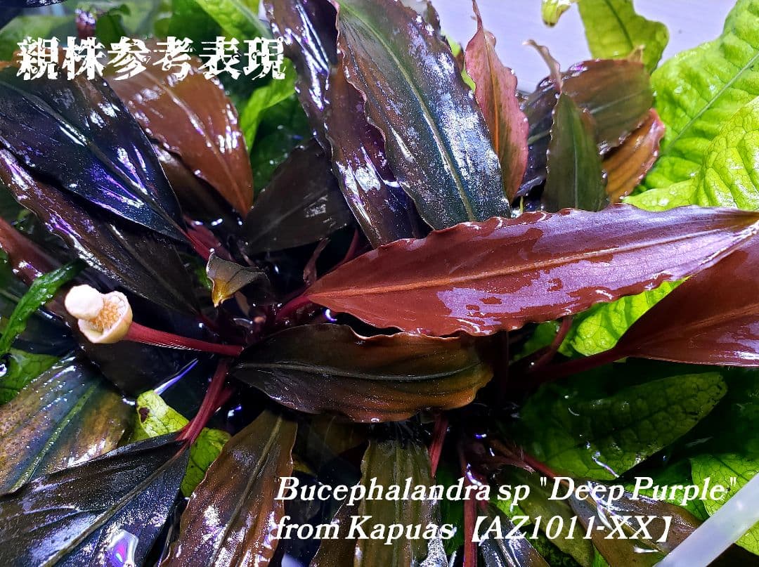 ブセファランドラ ディープパープル AZ 初便 Bucephalandra
