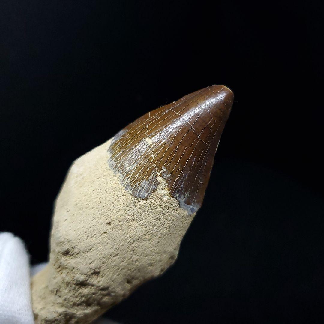 美品 歯根付き モササウルス 化石 歯 本物 75.86mm mos43
