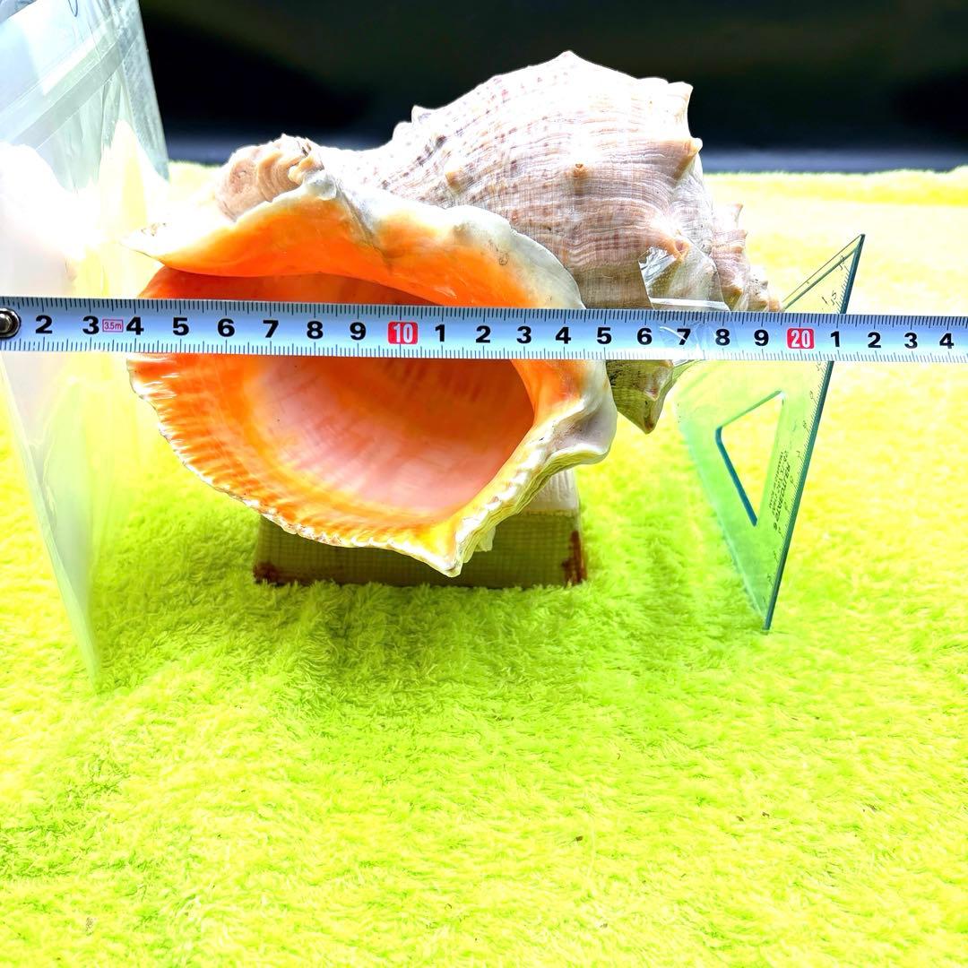 大きな螺旋状の美しいオレンジ色の貝殻長さ約20cm