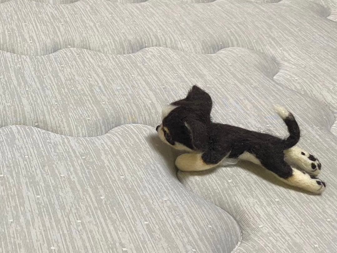 チワワ　子犬