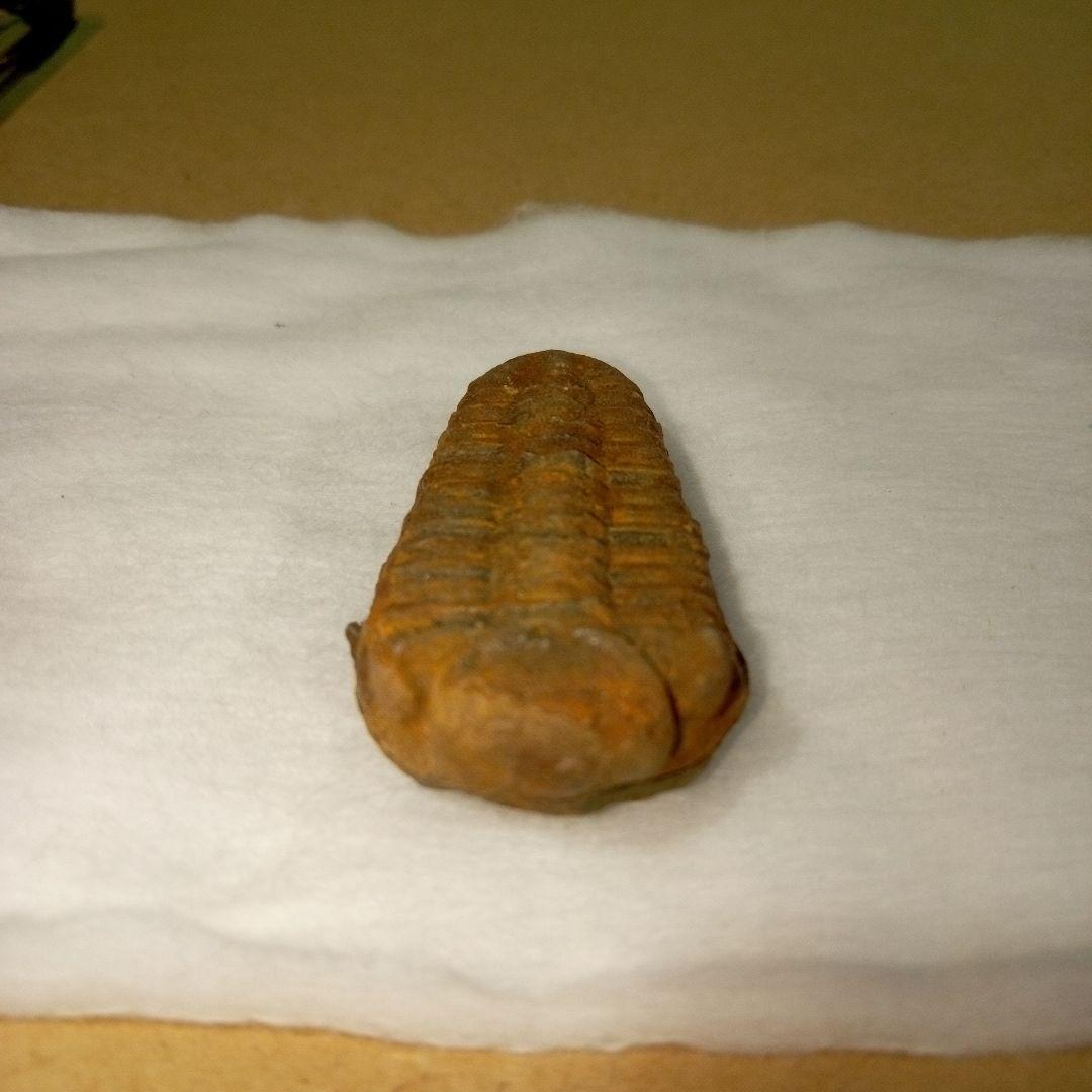 三葉虫　化石　三葉虫化石　究極のレトロ　fossil　ボリビア産　化石管理番号⑦