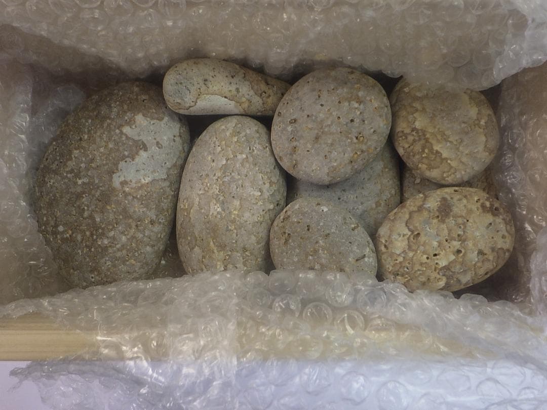 新潟県五井川(浴場用) 姫川屋師 4.4ポンド (2.0kg)