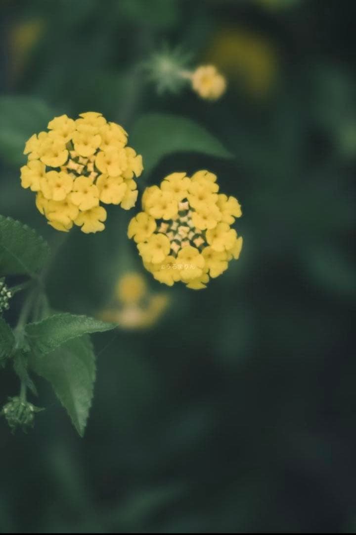 Leica Elmar 135mm F4.5 オールドレンズ