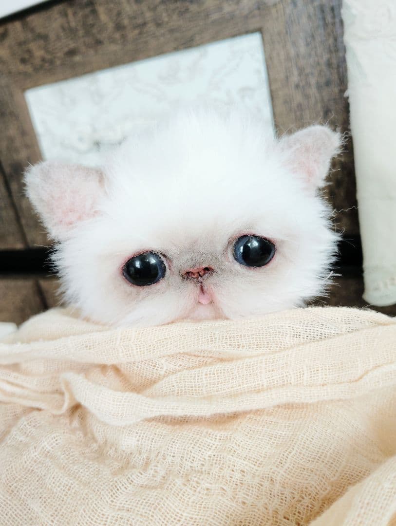 エキゾチックショートヘア♡子猫♡サクラちゃん♡アートドール♡ぬいぐるみ♡